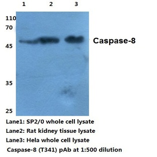 Caspase-8 (S347) pAb