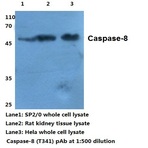 Caspase-8 (S347) pAb