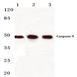 Caspase 9 (E119) pAb