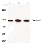 Caspase 9 (E119) pAb