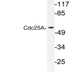 Cdc25A (N70) pAb