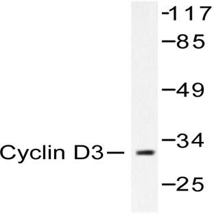 Cyclin D3 (G277) pAb