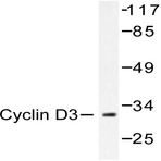 Cyclin D3 (G277) pAb