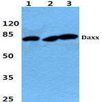 Daxx (K662) pAb