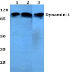 Dynamin-1 (V768) pAb