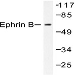 Ephrin-B1/2 (Q324) pAb