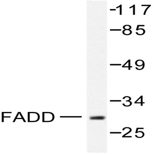 FADD (N188) pAb