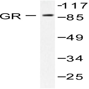 GR (L224) pAb