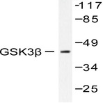 GSK3(beta) (S2) pAb