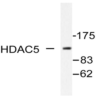 HDAC5 (P253) pAb