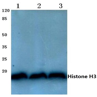 Histone H3 (T22) pAb