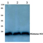 Histone H3 (T22) pAb