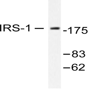 IRS-1 (R301) pAb