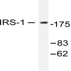 IRS-1 (R301) pAb