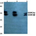 GSK3(alpha)/(beta) (G273) pAb