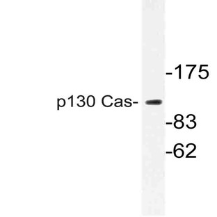 p130 Cas (V404) pAb