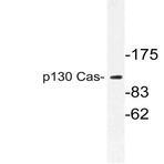 p130 Cas (V404) pAb