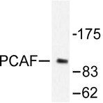 PCAF (F820) pAb