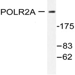 Rpb1 (P1613) pAb