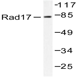 Rad17 (A639) pAb