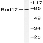 Rad17 (A639) pAb