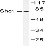 Shc (L421) pAb