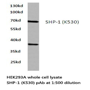 SHP-1 (K530) pAb