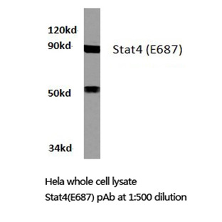 Stat4 (E687) pAb