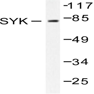 Syk (P342) pAb