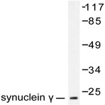 Synoretin (A111) pAb