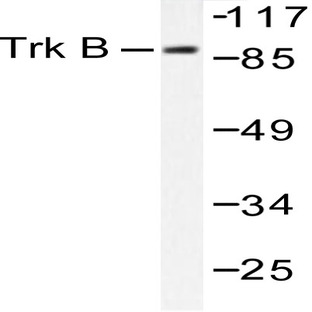 Trk B (V509) pAb