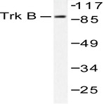 Trk B (V509) pAb