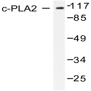 c-PLA2 (N499) pAb