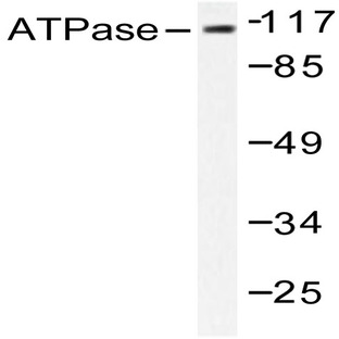 Na+/K+-ATPase (alpha)1 (Y10) pAb