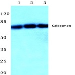 Caldesmon (S783) pAb