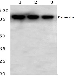 Calnexin (D577) pAb