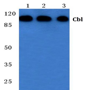 Cbl (S668) pAb