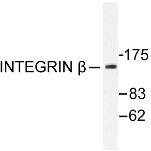 Integrin (beta)1 (Y783) pAb