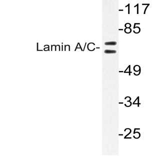 Lamin A/C (R386) pAb