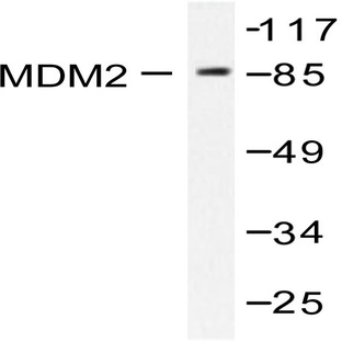 MDM2 (S160) pAb