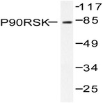 Rsk-1 (T353) pAb