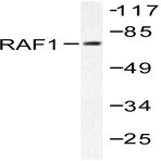 Raf-1 (K615) pAb