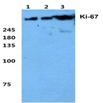 Ki-67 (V3242) pAb