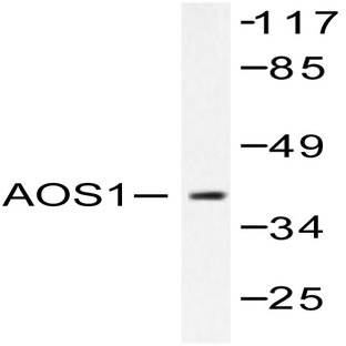 SAE1 (L247) pAb