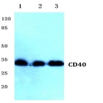 CD40 (Q259) pAb