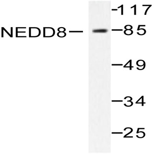 Neddylin (D21) pAb