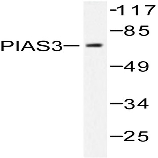 PIAS 3 (F25) pAb