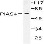 Bs1468_wb