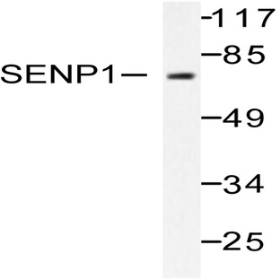 SENP1 (D2) pAb