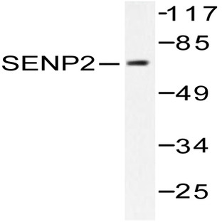 SENP2 (L512) pAb